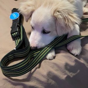NWT Top Paw Hands Free Comfort & Reflective Leash